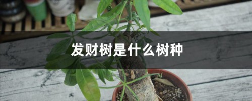 发财树是什么树种，是四季常青吗