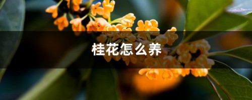 桂花怎么养