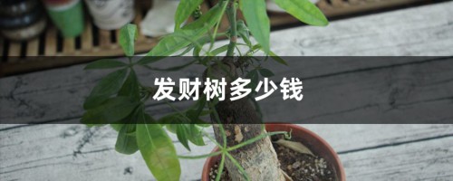 发财树多少钱，发财树价格