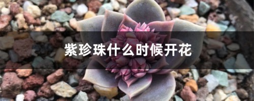 紫珍珠什么时候开花