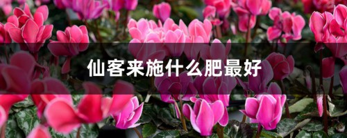 仙客来施什么肥最好