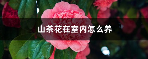 山茶花在室内怎么养，在家里养好不好