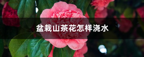 盆栽山茶花怎样浇水，用什么土最好