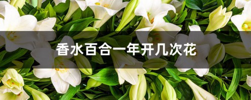 香水百合一年开几次花，香水百合花语