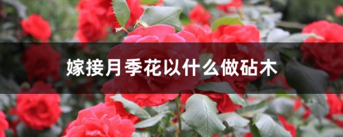 月季花嫁接用啥砧木（嫁接步骤图）