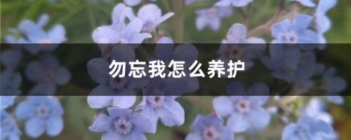 勿忘我怎么养护