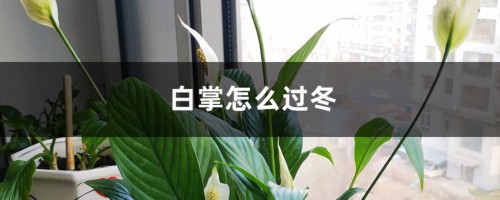 白掌怎么过冬，保证这4点就够了！