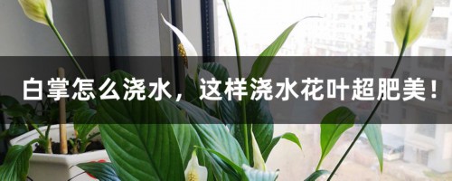 白掌怎么浇水，这样浇水花叶超肥美！